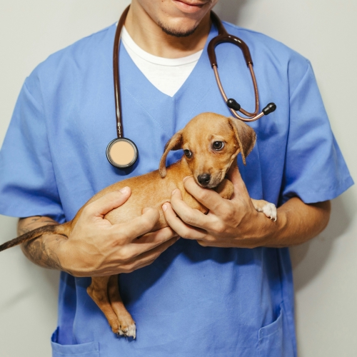 Compassionate Veterinary Orthopedic Procedures