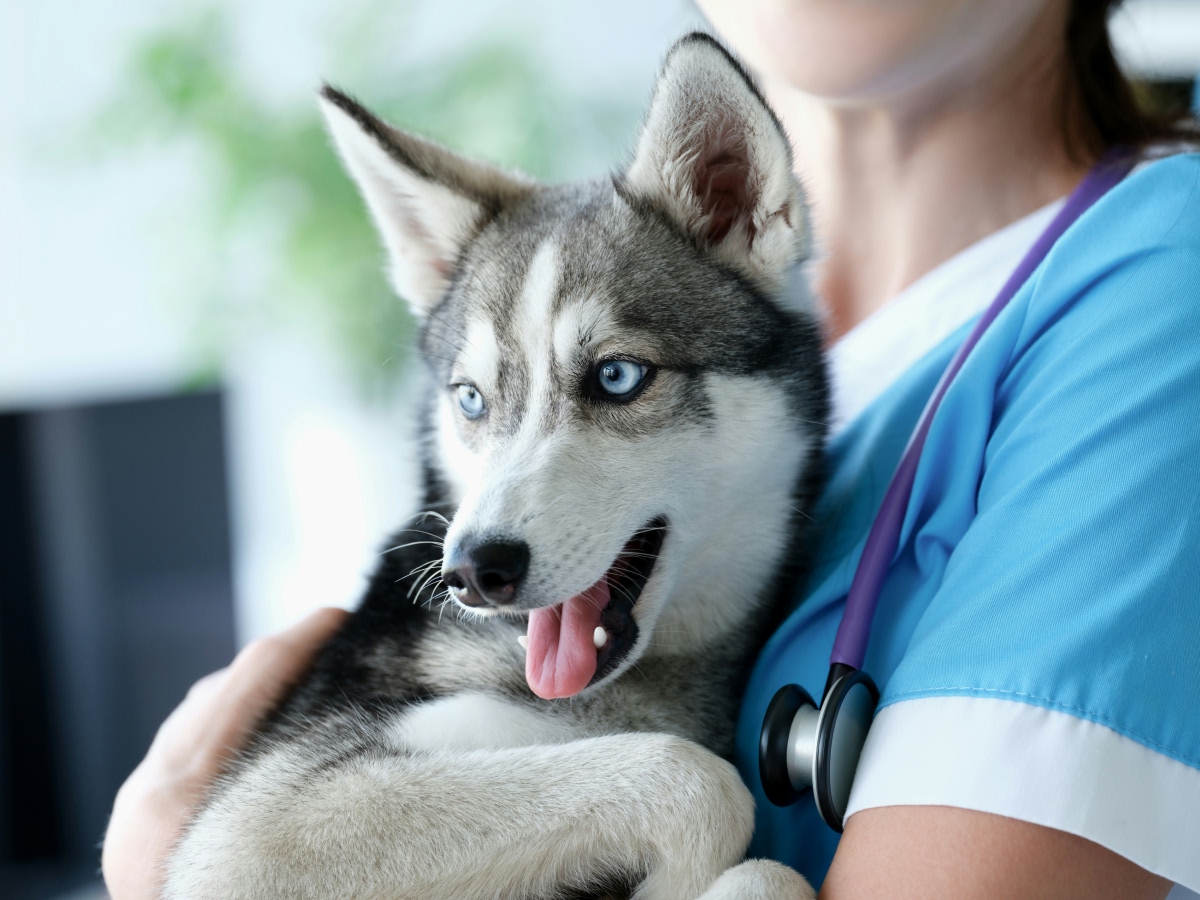 Pet Vaccinations pet with vet