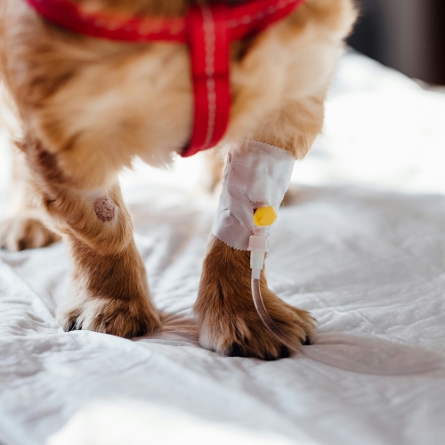 dog knee surgery