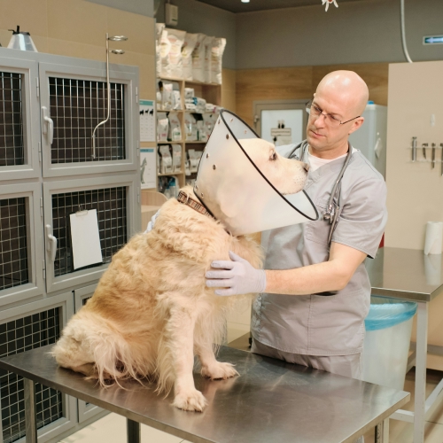 vet with dog wearing collar cone