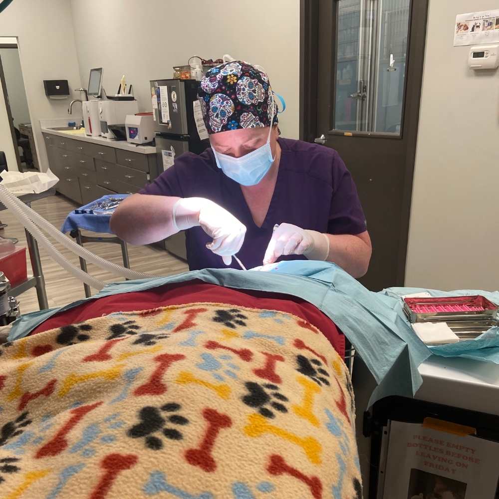 our services to surgery and dentistry