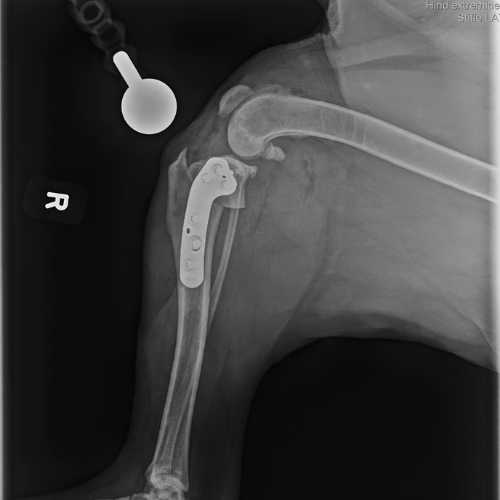 the appropriate surgery for active dogs